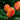 Tulipa 'Lighting Sun' Bulb
