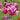 Tulipa 'Louvre' Bulb