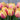 Tulipa 'Mango Charm' Bulb