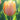 Tulipa 'Mango Charm' Bulb