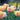 Tulipa 'Mango Charm' Bulb
