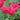 Tulipa 'Mariette' Bulb