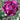 Tulipa 'Negrita Parrot' Bulb