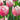 Tulipa 'Ollioules' Bulb
