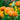 Tulipa 'Orange Princess' Bulb
