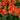 Tulipa 'Orange van Eijk' Bulb