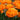 Tulipa 'Orca' Bulb