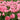 Tulipa 'Peach Blossom' Bulb
