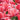 Tulipa 'Pink Impression' Bulb