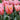 Tulipa 'Pretty Princess' Bulb
