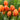 Tulipa 'Prinses Irene' Bulb