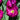 Tulipa 'Purple Prince' Bulb