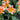Tulipa 'Quebec' Bulb