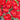 Tulipa 'Red Princess' Bulb