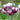 Tulipa 'Rems Favourite' Bulb