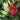 Tulipa 'Renown' Bulb