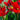 Tulipa 'Rococo' Bulb