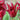 Tulipa 'Sarah Raven' Bulb