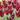 Tulipa 'Sarah Raven' Bulb