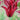 Tulipa 'Sarah Raven' Bulb