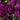 Tulipa 'Showcase' Bulb