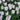 Tulipa 'Silver Cloud' Bulb