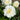 Tulipa 'Snow Crystal' Bulb