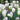 Tulipa 'Spring Green' Bulb
