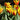 Tulipa 'Stresa' Bulb