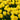 Tulipa 'Strong Gold' Bulb