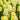 Tulipa 'Sunny Prince' Bulb