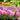Tulipa 'Synaeda Amor' Bulb