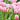 Tulipa 'Synaeda Amor' Bulb