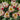 Tulipa 'The First' Bulb