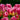 Tulipa 'Tom Pouce' Bulb