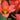 Tulipa 'Toronto' Bulb