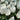 Tulipa 'White Prince' Bulb