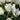 Tulipa 'White Prince' Bulb