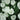 Tulipa 'White Prince' Bulb