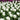 Tulipa 'White Prince' Bulb