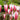 Tulipa clusiana 'Peppermint Stick' Bulb