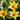 Tulipa praestans 'Shogun' Bulb