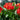 Tulipa praestens 'Fusiliier' Bulb