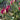 Tulipa pulchella 'Persian Pearl' Bulb