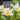 Tulipa saxatilis Bulb
