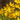 Tulipa sylvestris Bulb
