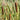 Typha angustifolia (Lesser bulrush) - Marginal Pond Plants - MP118
