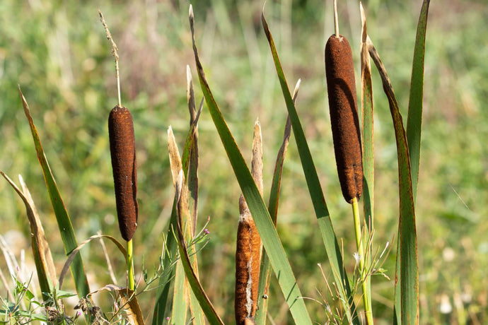Typha angustifolia (Lesser bulrush) - Marginal Pond Plants - MP118 ...