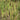 Typha shuttleworthii - Marginal Pond Plants - MP138