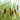 Typha gracilis (Medium reedmace) - Marginal Pond Plants - MPA118